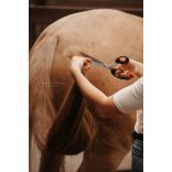 EQUIMOUR "RUDI"SÖRÉNYOLLÓ TOKKAL "RUDI"