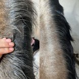 CXEVALO - SZŐRÁPOLÓ SPRAY  500 ml - ERŐS FÉNYES SZŐRZETÉRT /nyári ekcéma, viszketés vagy irritált bőr kezelésére/