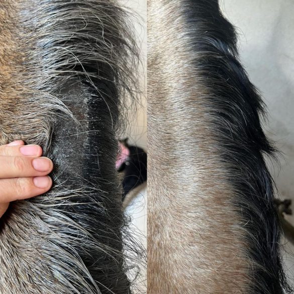 CXEVALO - SZŐRÁPOLÓ SPRAY  500 ml - ERŐS FÉNYES SZŐRZETÉRT /nyári ekcéma, viszketés vagy irritált bőr kezelésére/