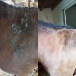 CXEVALO - SZŐRÁPOLÓ SPRAY  500 ml - ERŐS FÉNYES SZŐRZETÉRT /nyári ekcéma, viszketés vagy irritált bőr kezelésére/