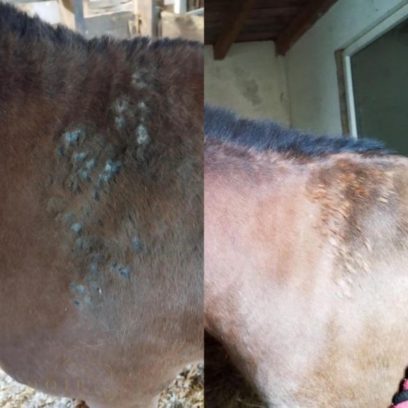 CXEVALO - SZŐRÁPOLÓ SPRAY  500 ml - ERŐS FÉNYES SZŐRZETÉRT /nyári ekcéma, viszketés vagy irritált bőr kezelésére/