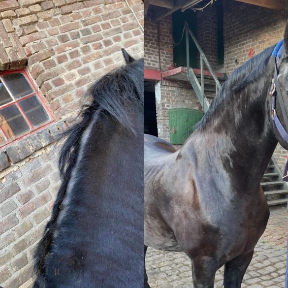 CXEVALO - SZŐRÁPOLÓ SPRAY  500 ml - ERŐS FÉNYES SZŐRZETÉRT /nyári ekcéma, viszketés vagy irritált bőr kezelésére/